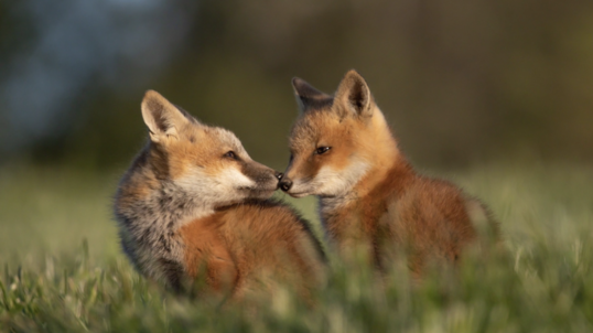 Two baby foxes snuggle their noses together