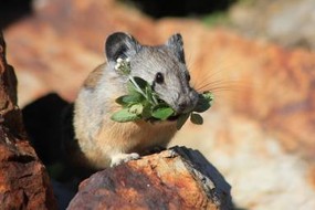 Photo of a pika, a small mammal the size of a rat with round short ears and no tail, with a small white flower in its mouth. 