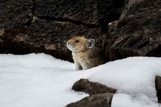 A pika peeks out from a crack in a rock standing on snow. 