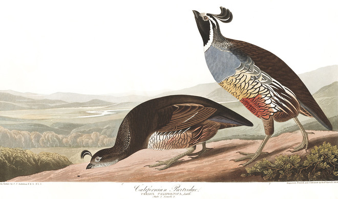 A print made from a plate with a male and female quail. Label on the print is California Partridge. 
