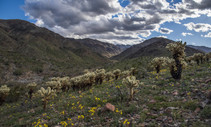 Mountains in the distance with blue skies and cloud cover, green low growing plants with yellow flowers and desert plants. 