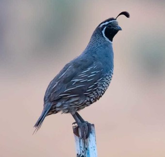 California quail standing on the end of a metal fence post.
