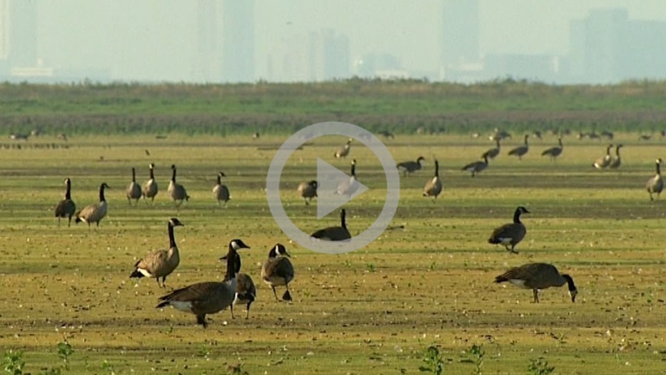A group of geese in a field