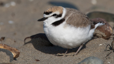 A small brown and white bird on the beach.