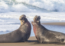 Two elephant seals arching their backs.