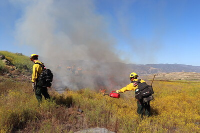 Two fire fighters in knee high weeds igniting prescribed fire. Smoke rising with a line of firefighters working in the background. 
