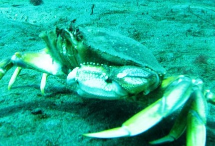 A Dungeness crab on the ocean's floor with a diver is in the distance. 