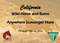 California Wild Horse and Burro Anywhere Scavenger Hunt