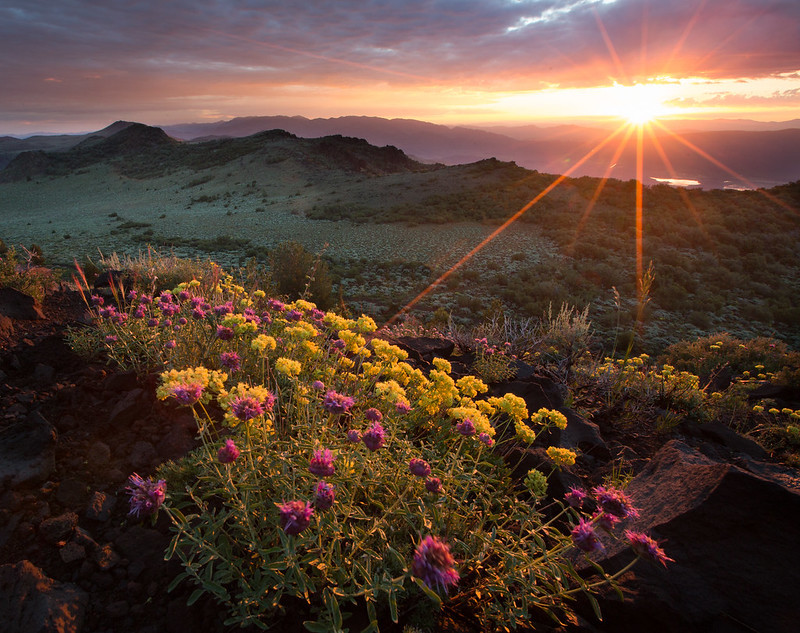 Sun shines over a flowery meadow. Photo by Bob Wick, BLM.