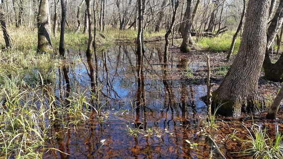 Flooded forest at the Columbia bottomlands. Photo by USFWS.