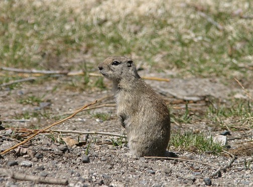 A Mohave ground squirrel.