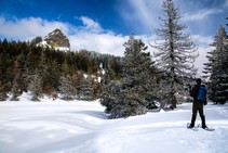 A person snowshoeing in a forest.