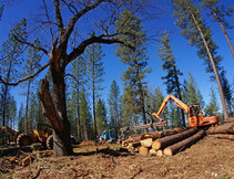 A large machine lifts logs in a forest.