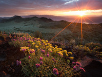 A sunset over a desert landscape and wildflowers.