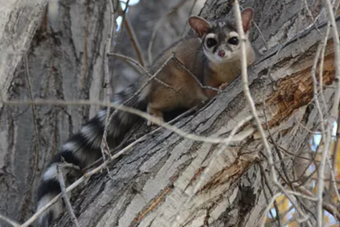 Close up of a ringtail sitting in a tree. Photo by Chris Roundtree, NPS