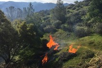 Fire billows from prescribed burn piles on a hillside of green grass with oaks and ceanothus brush. 