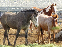Three horses standing in a corral. 