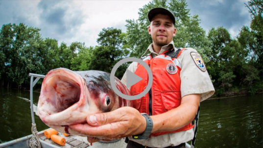 Fish and Wildlife officer poses with invasive fish species 