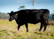 A cow grazing in a field.