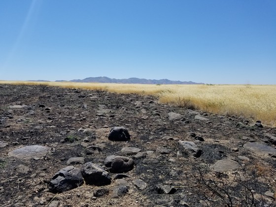 Post-fire conditions at Agua Fria National Monument in central Arizona. Photo by Katie Laushman, USGS.