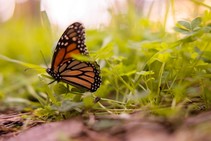 A monarch butterfly in grass.