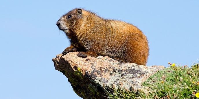 A groundhog on a rock.
