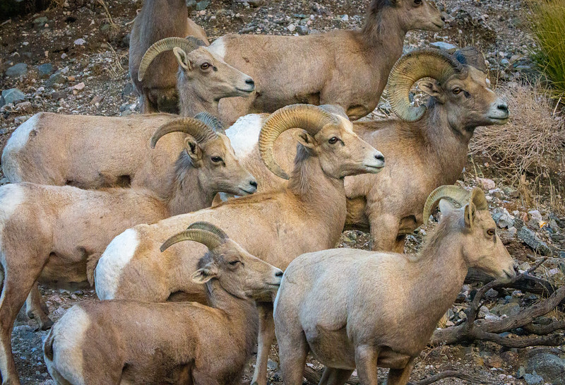 A close up of a herd of rams.