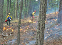 Fire crews conducting a prescribed fire in a forest.