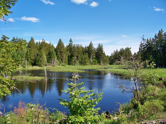 Lake at Moosehorn National Wildlife Refuge surrounded by foliage. Photo by USFWS.