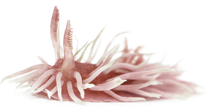 A pink sea slug with many appendages.