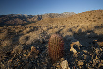 snow-capped mountains back drop a desert landscape with a small cactus in the foreground.