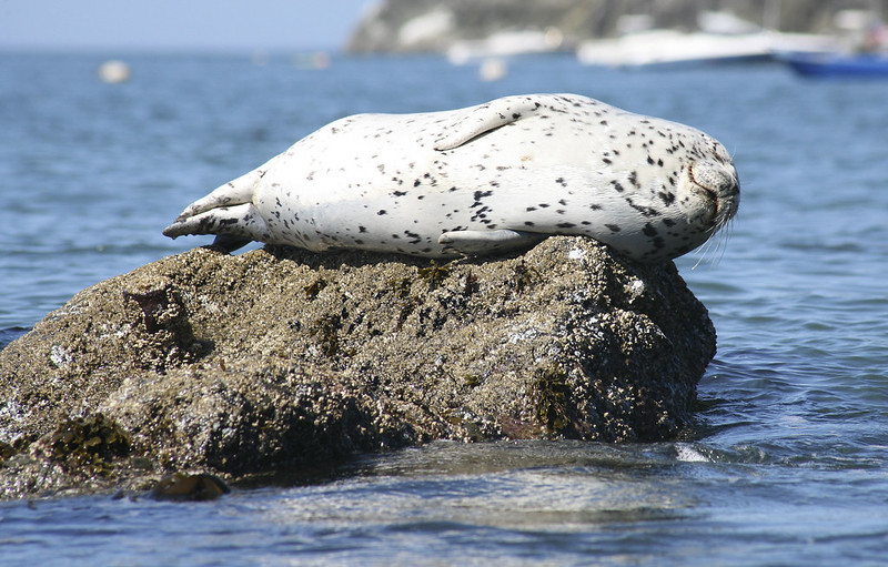 A seal planking on a rock in the water.