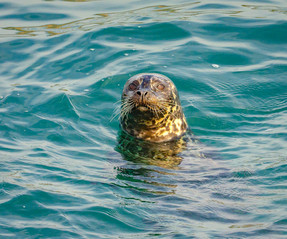A seal poking his head up from the water.