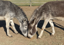 Two burros touching their heads together.