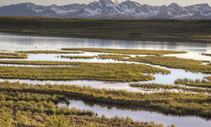 A marsh in front of a mountain.