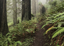 A dirt trail through a fern-filled forest