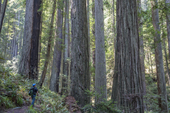 Tall redwood forest with a person looking tiny next to them.