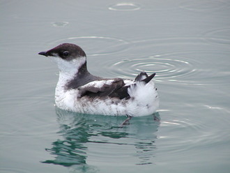 A brown and white bird floating on the water.