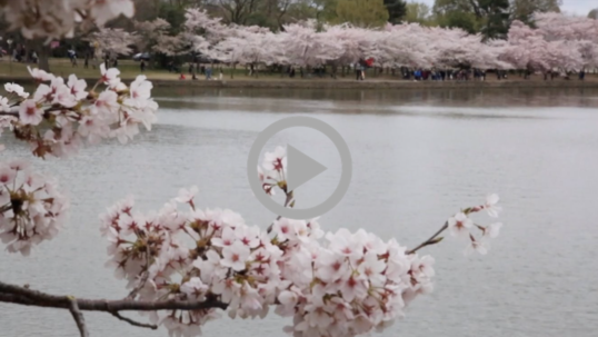 A close up view of cherry blossoms, the waters of the Tidal Basin and more cherry trees in the background