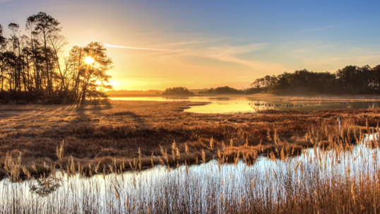 A low sun shines over trees and marshy grasslands, while ducks float in a pond.