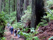 People hiking in a green tall forest.