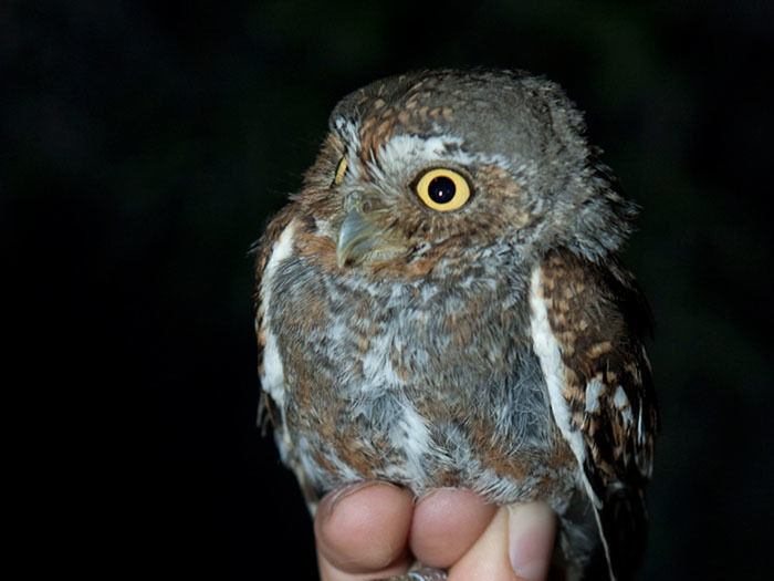 Elf owl perched on a person's fingers