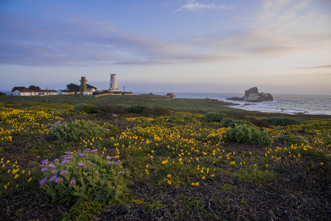 A field of wildflower with a lighthouse and the coast in the background.