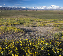 A field of yellow wildflowers with a mountain in the distance.