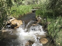 Photo of Cottonwood Creek's rushing water with willows and shrubs and grasses. 