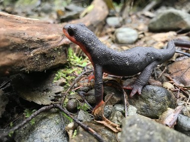 A close up photo of a red-bellied newt standing on small rocks near a piece of wood. 