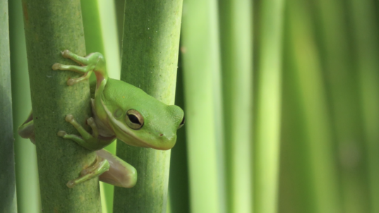A green tree frog climbs on plants at Aransas National Wildlife Refuge