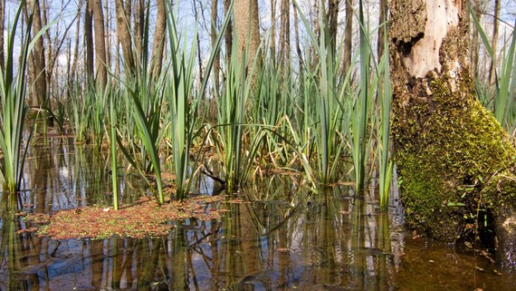A wetland in the Southern Indiana Sentinel Landscape. Photo courtesy of Steve Gifford.