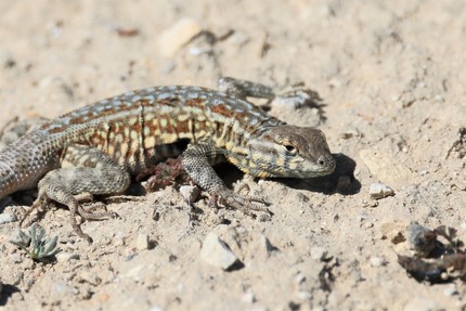 A close up of a brown and tan lizard in the sand.