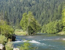  A rushing river expanse surrounded by large trees, a steep slope covered in conifers in the backdrop. 